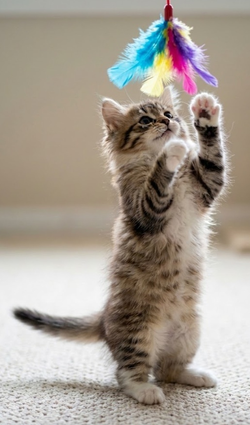 Cat playing with toy