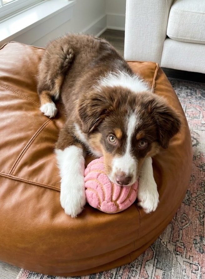 Puppy resting with toy